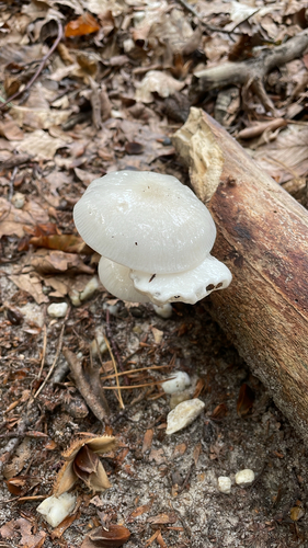 porcelain mushroom