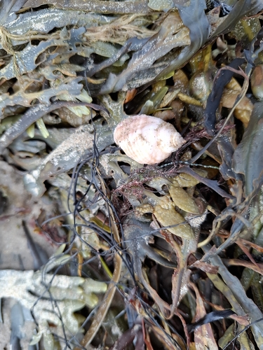 Gastropods