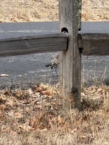 Northern Mockingbird seen in Sonoma Valley