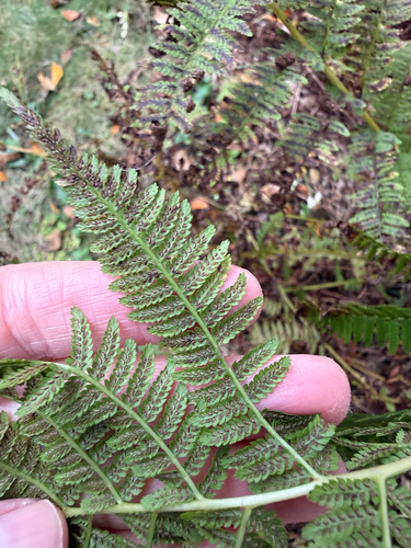 Athyrium angustum, photograph 1