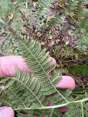 Athyrium angustum, photograph (c) Karen Saunders, some rights reserved (CC BY)