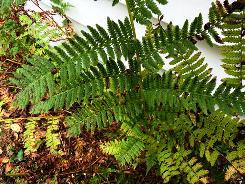 Athyrium angustum