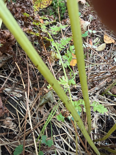 Athyrium angustum, photograph 3
