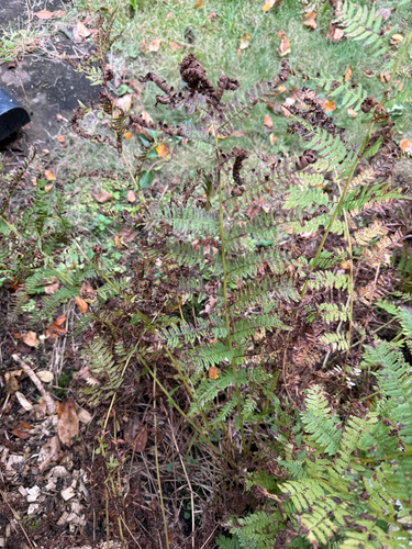 Athyrium angustum, photograph 2