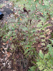 Athyrium angustum, photograph (c) Karen Saunders, some rights reserved (CC BY)