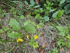 Impatiens noli-tangere, photograph (c) Marc Riera, some rights reserved (CC BY)