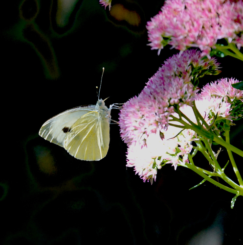 Large White