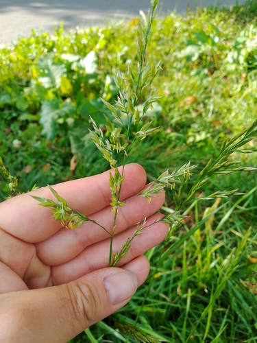 Lolium pratense observed 2026-09-26