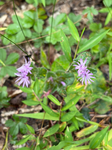 Elephantopus tomentosus