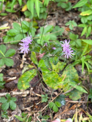 Elephantopus tomentosus, photograph 2