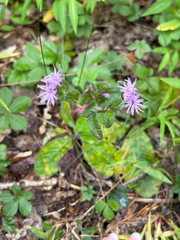 Elephantopus tomentosus, photograph (c) Jacqueline Raiford, some rights reserved (CC BY)