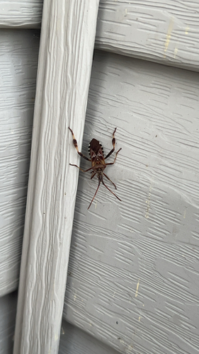 Western Conifer Seed Bug