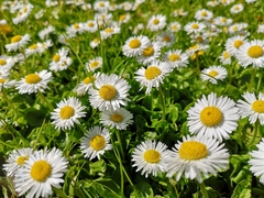Bellis perennis