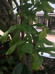 Crescentia alata