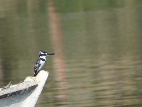 Pied Kingfisher