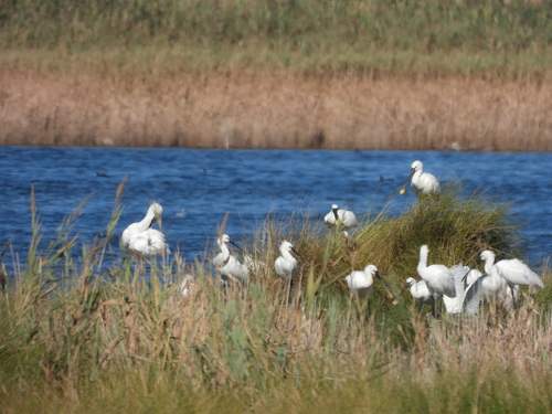 Eurasian Spoonbill