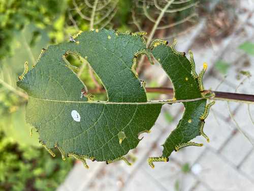 Lesser Willow Sawfly
