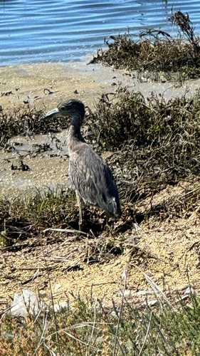 Yellow-crowned Night Heron