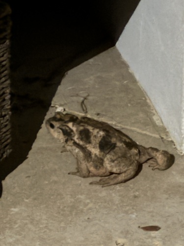 Spiny Toad