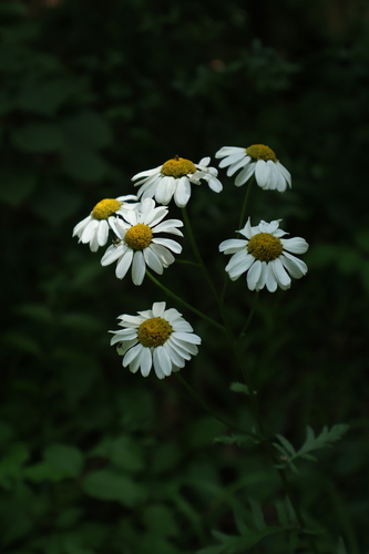 Tanacetum corymbosum, photograph 2