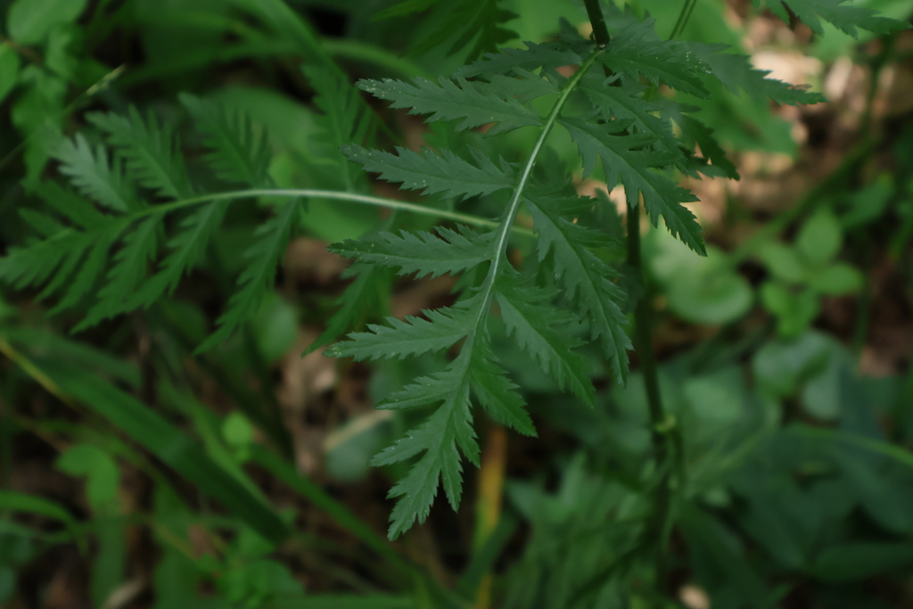 Tanacetum corymbosum; photograph (c) Мирослав Соболев, some rights reserved (CC BY)