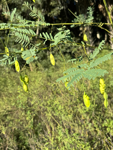 Sesbania vesicaria, photograph 6