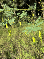 Sesbania vesicaria, photograph Karen Guin, CC BY, iNaturalist via GBIF