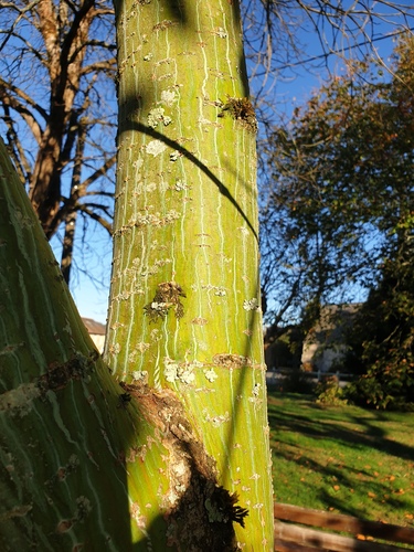 Acer davidii observed 2026-09-25