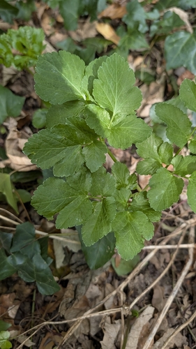 Smyrnium olusatrum, photograph 1