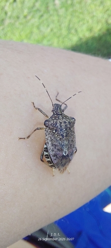 Brown Marmorated Stink Bug