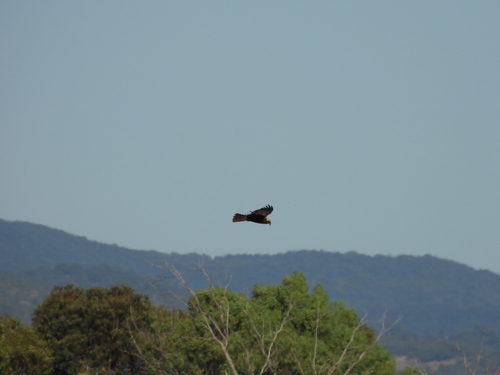 Western Marsh Harrier
