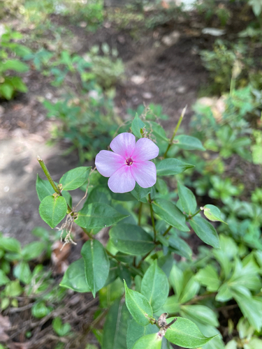 fall phlox