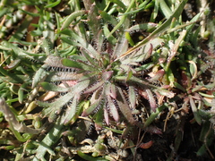 Plantago coronopus