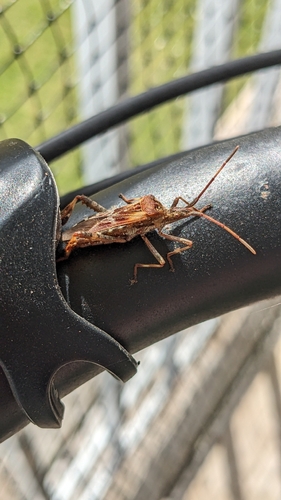 Western Conifer Seed Bug