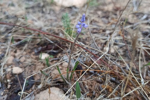 Autumn Grape-hyacinth