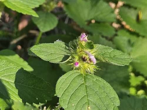Galeopsis tetrahit