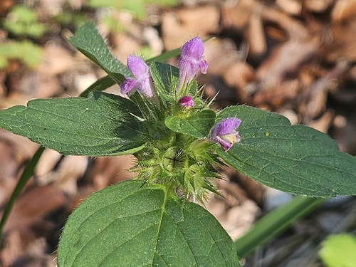 Galeopsis tetrahit, photograph 2