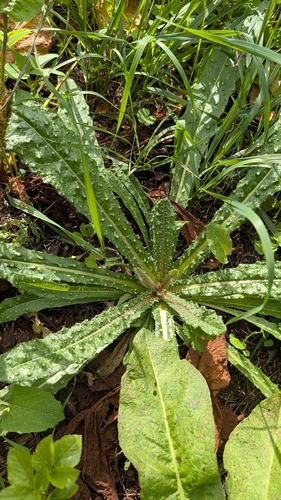 Helminthotheca echioides, photograph 1