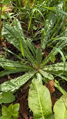 Helminthotheca echioides