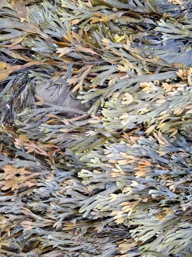 bladder wrack