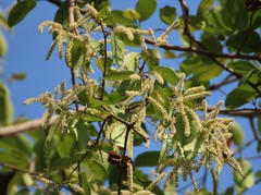 Terminalia elliptica