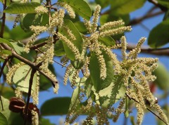 Terminalia elliptica