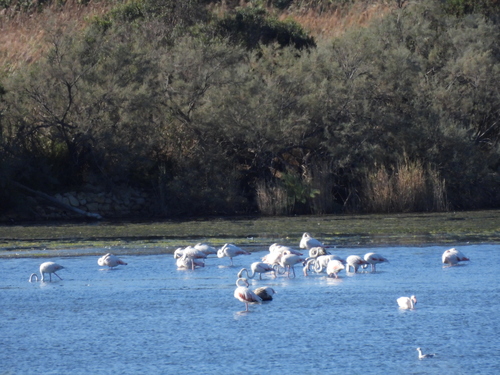 Greater Flamingo