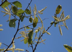 Terminalia elliptica