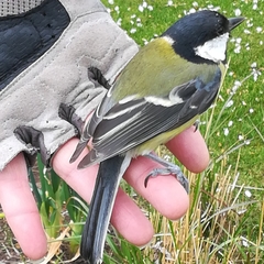 Parus major newtoni