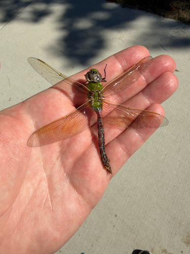 Common Green Darner
