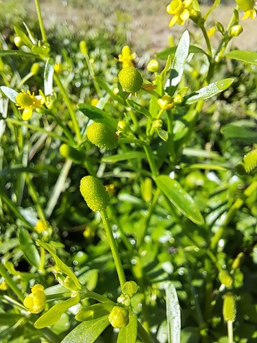 cursed crowfoot
