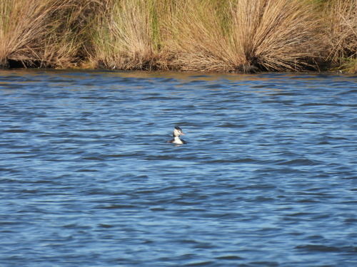 Great Crested Grebe