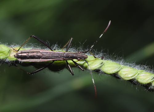 Micrelytra fossularum