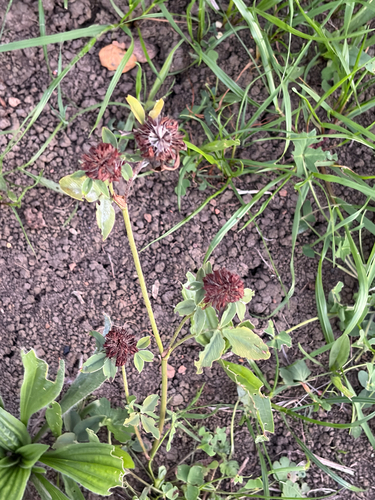 Red Clover
